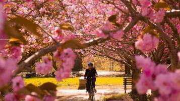 A person riding a bicycle on a path surrounded by cherry blossoms.