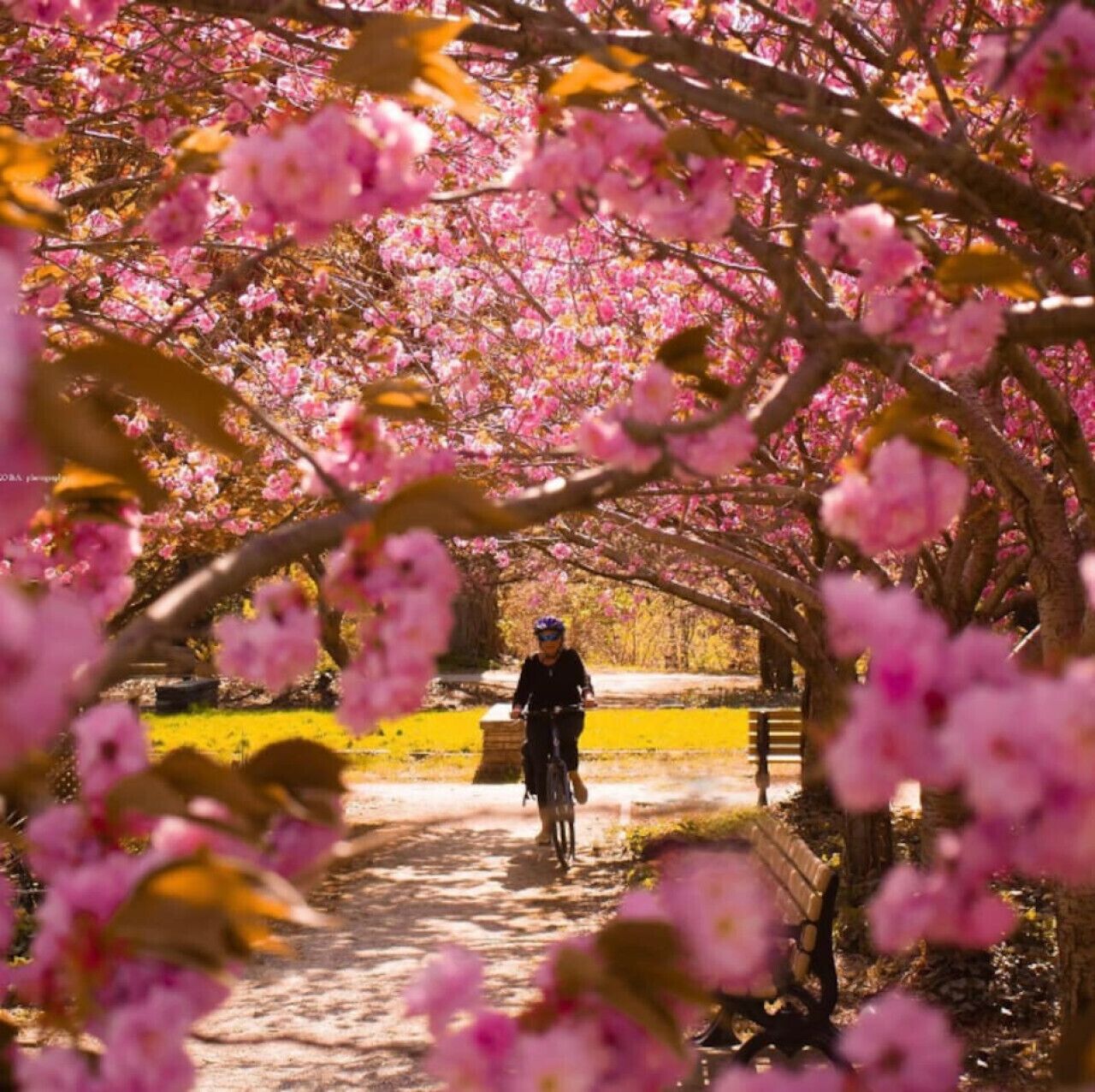 A person riding a bicycle on a path surrounded by cherry blossoms.