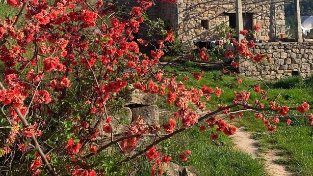 Un bâtiment en pierre à l’aspect rustique, entouré d’un jardin où s’épanouissent des fleurs rouges.