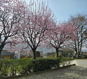 Un quartiere residenziale con alberi di ciliegio, un vialetto sterrato e un siepe.