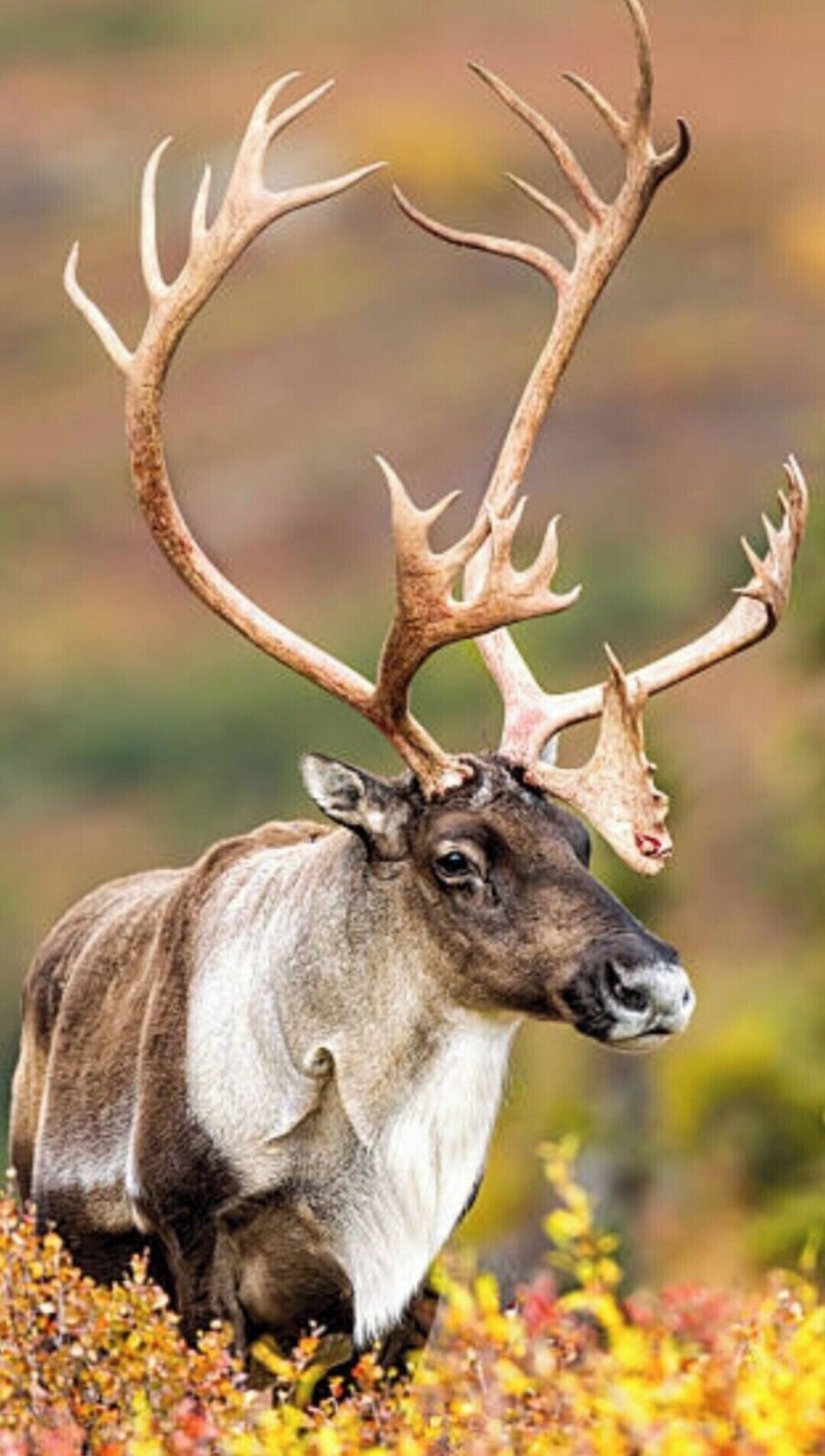 A reindeer with large antlers standing in a natural setting.