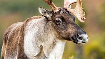 A reindeer with large antlers standing in a natural setting.