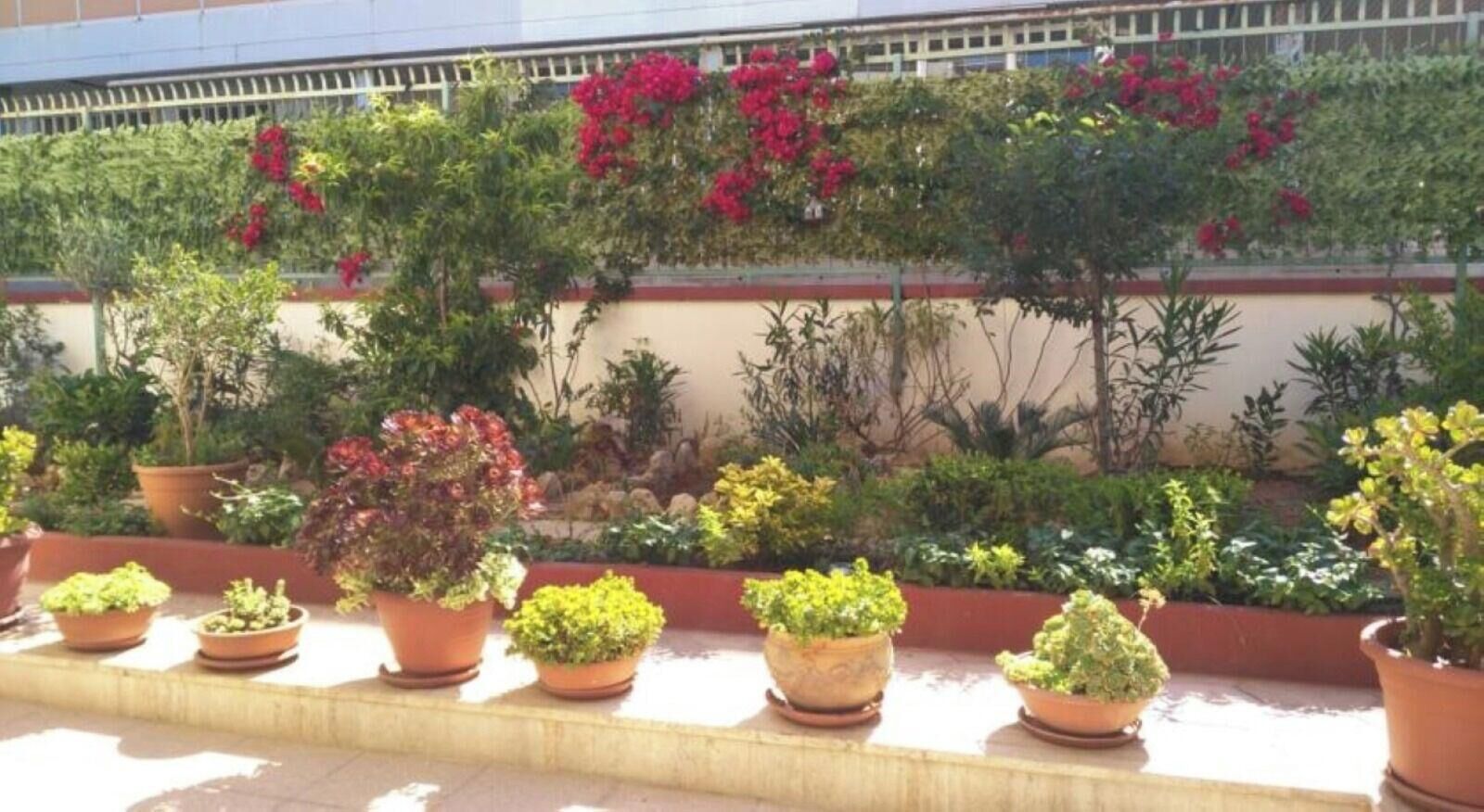 A row of potted plants on a ledge with a variety of greenery and flowering plants.