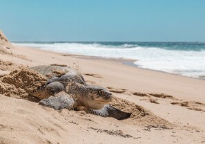 Beach nearby, sun-loungers, beach towels -  Lagoon Suite at Diamante - World-Class Golf Resort - Sleeps 4 (Cabo San Lucas)