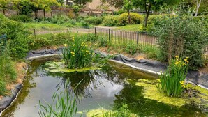 A pond with water lilies and yellow flowers, surrounded by a fence and greenery. - Spacious East London Home with a beautiful Garden - Pass the Keys (London)
