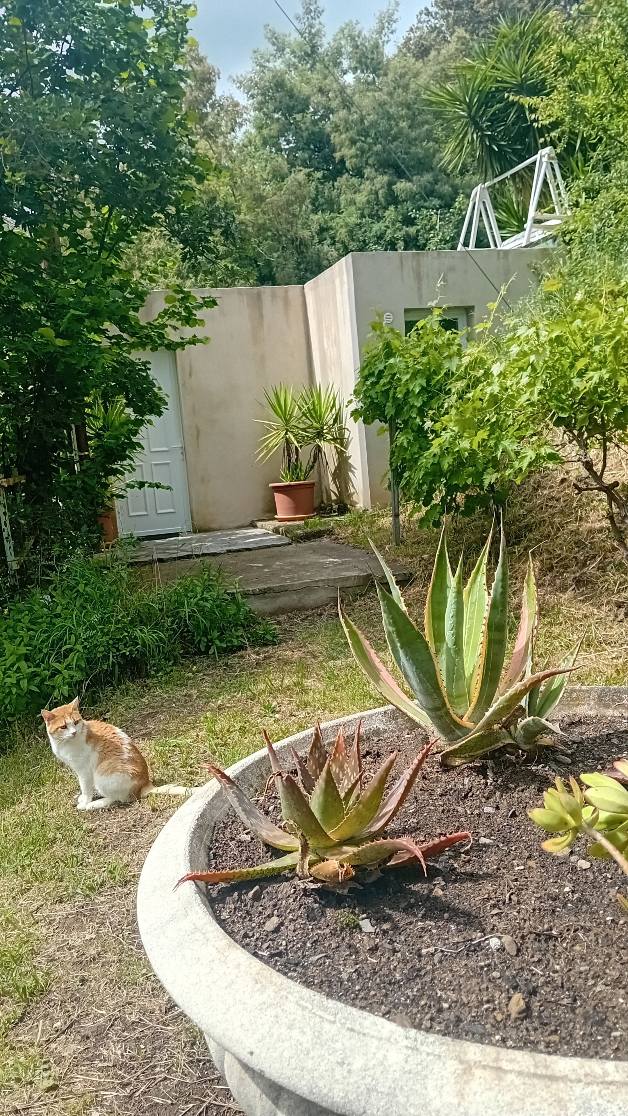 Een tuin met een kat, aloëplanten en een plant in een pot.