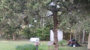 A garden with a tree, a bird feeder, and a lawnmower.