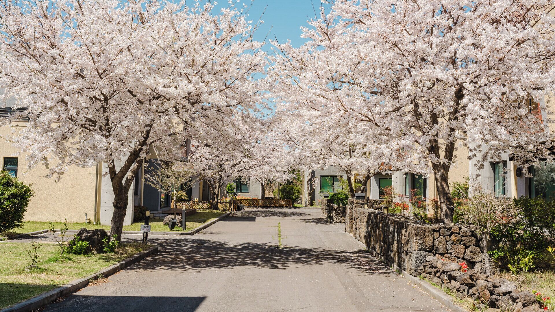 Une rue bordée de cerisiers en fleurs, un mur de pierre et des bâtiments aux volets verts.