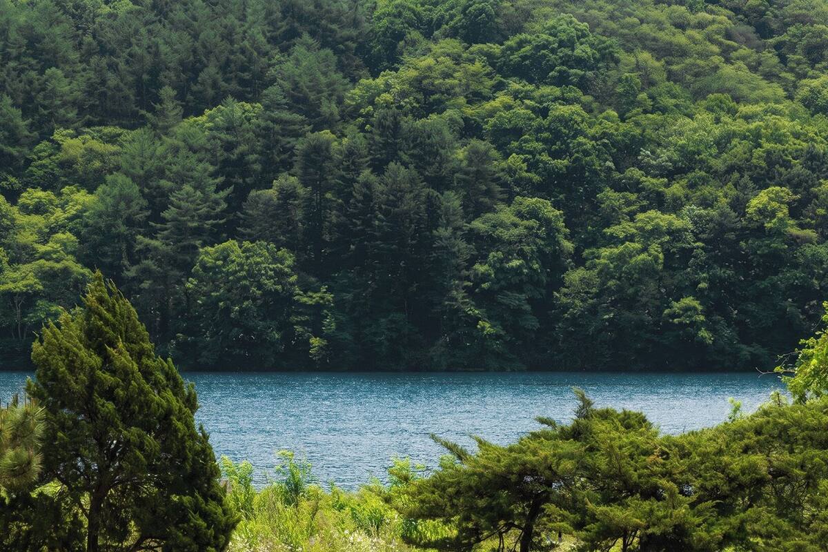 A lake surrounded by dense forest.