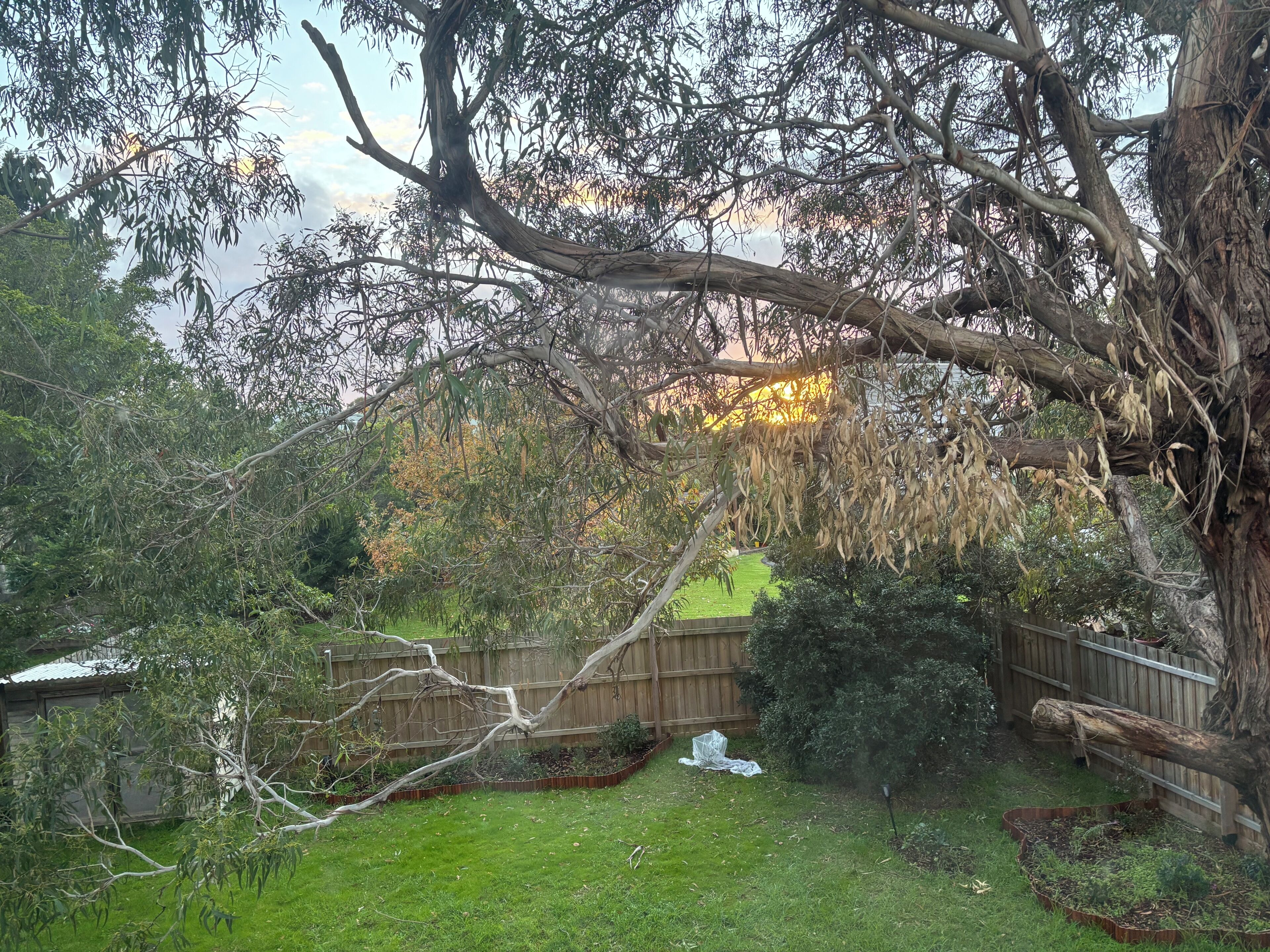 A backyard with a wooden fence, a large tree, and a grassy area.