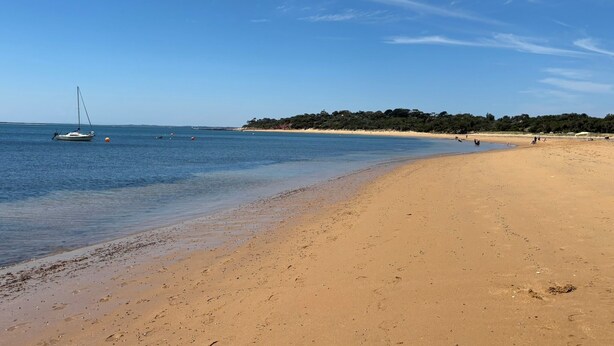A beach with a sandy shore, a sailboat, and a forested area in the background.
