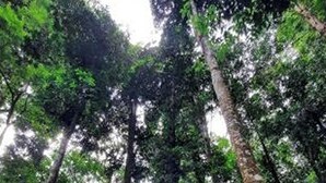 Un área boscosa con una pequeña construcción rodeada de árboles altos y follaje denso.