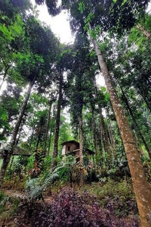 Un área boscosa con una pequeña construcción rodeada de árboles altos y follaje denso.