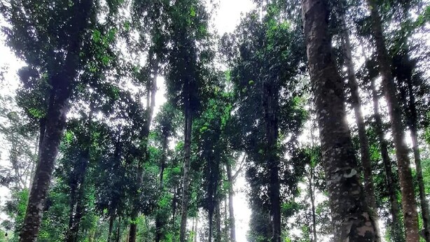 Un área boscosa con un sendero de tierra, árboles y mesas de picnic.