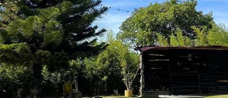 A grassy field with a large coniferous tree, a small shed, and a string of lights against a clear blue sky.
