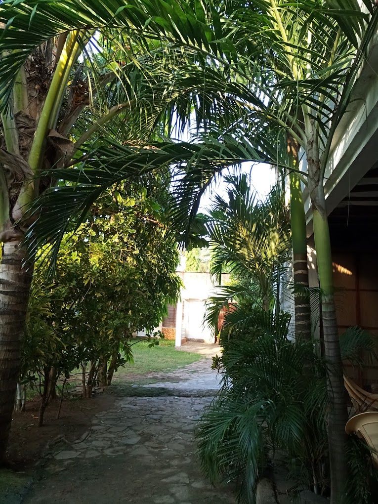 Un sendero flanqueado por palmeras y una edificación.
