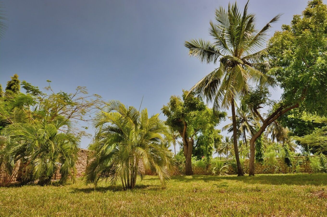 A lush outdoor area with palm trees and a stone wall.