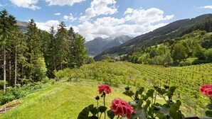 Viñedo con filas de vides, montañas al fondo y cielo despejado.