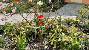 A garden with blooming pink flowers and a small shrine with a statue. - Penzion Vila Machů (Kopřivnice)
