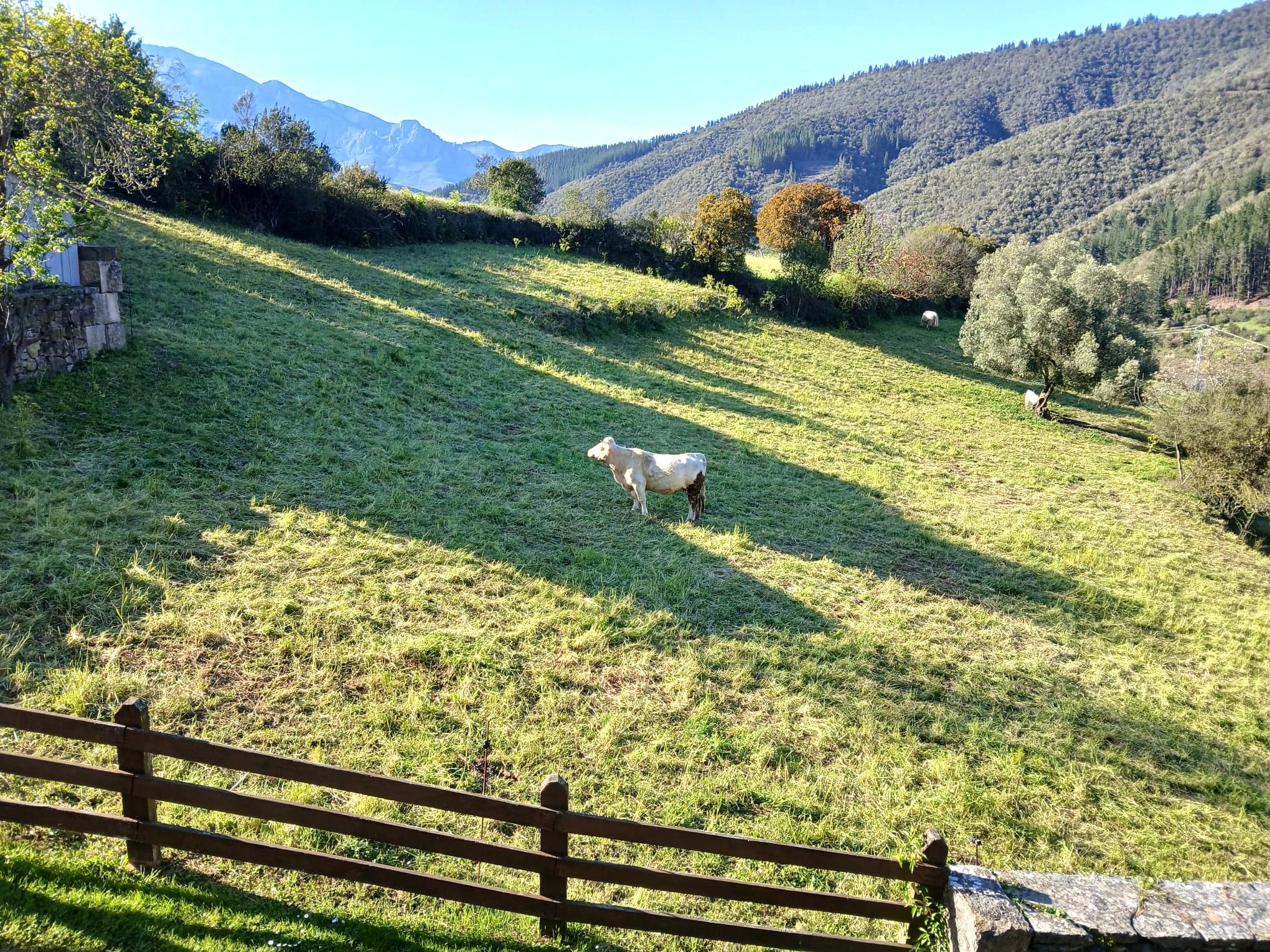 Un paysage rural avec une clôture en bois, un champ d’herbe et un mouton.