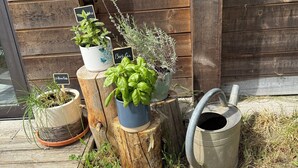 Plantas en macetas sobre troncos de madera y un regador de metal.