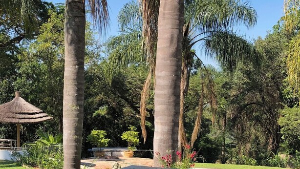 A pool surrounded by palm trees and a thatched-roof structure.