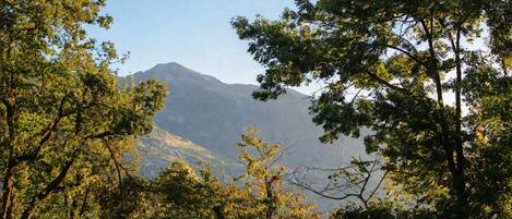 A mountainous landscape with dense foliage in the foreground.