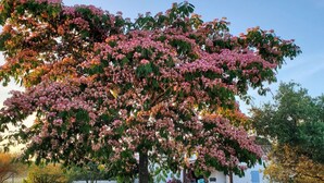 Ein Baum mit rosa Blüten in einem Garten, im Hintergrund ein weißes Gebäude.