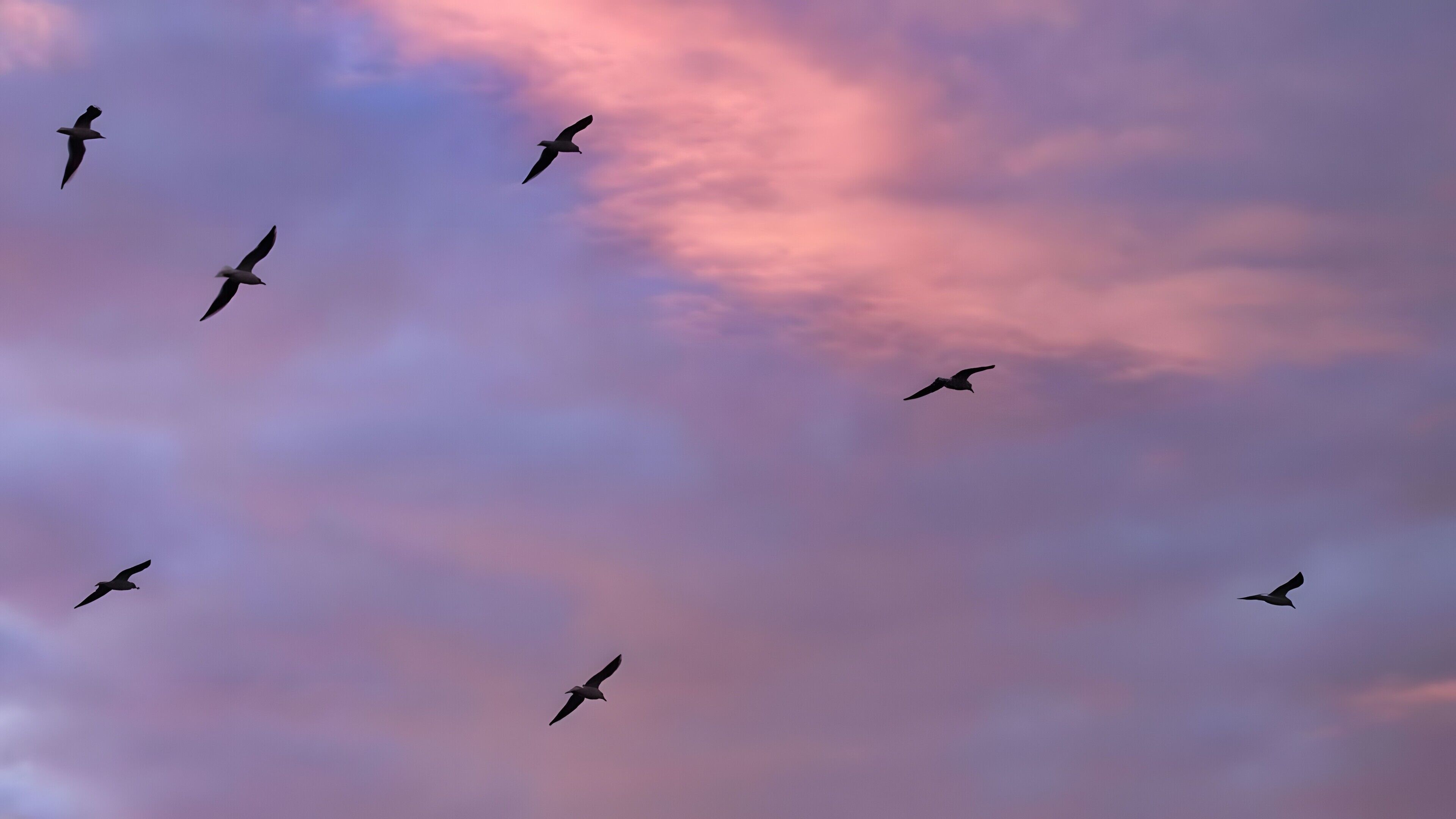 Pássaros voando no céu.