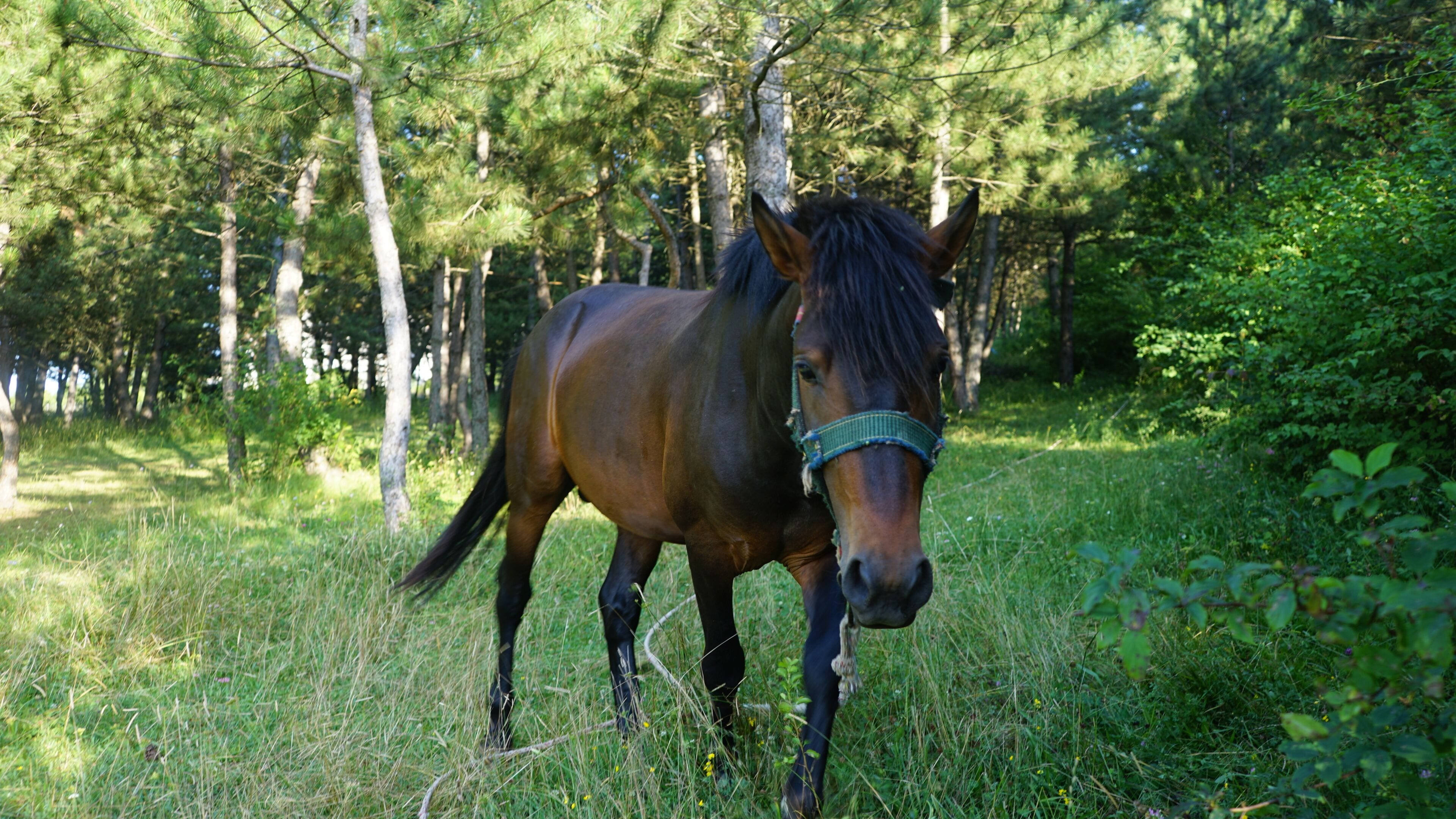A horse in a grassy area with trees in the background.