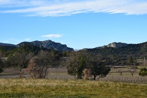 Ein Weinberg mit Rebenreihen, ein Berg im Hintergrund und ein klarer Himmel.