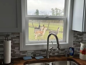 Une cuisine dotée d’un robinet moderne, d’une fenêtre offrant une vue sur des lamas et d’un mur de fond en briques.