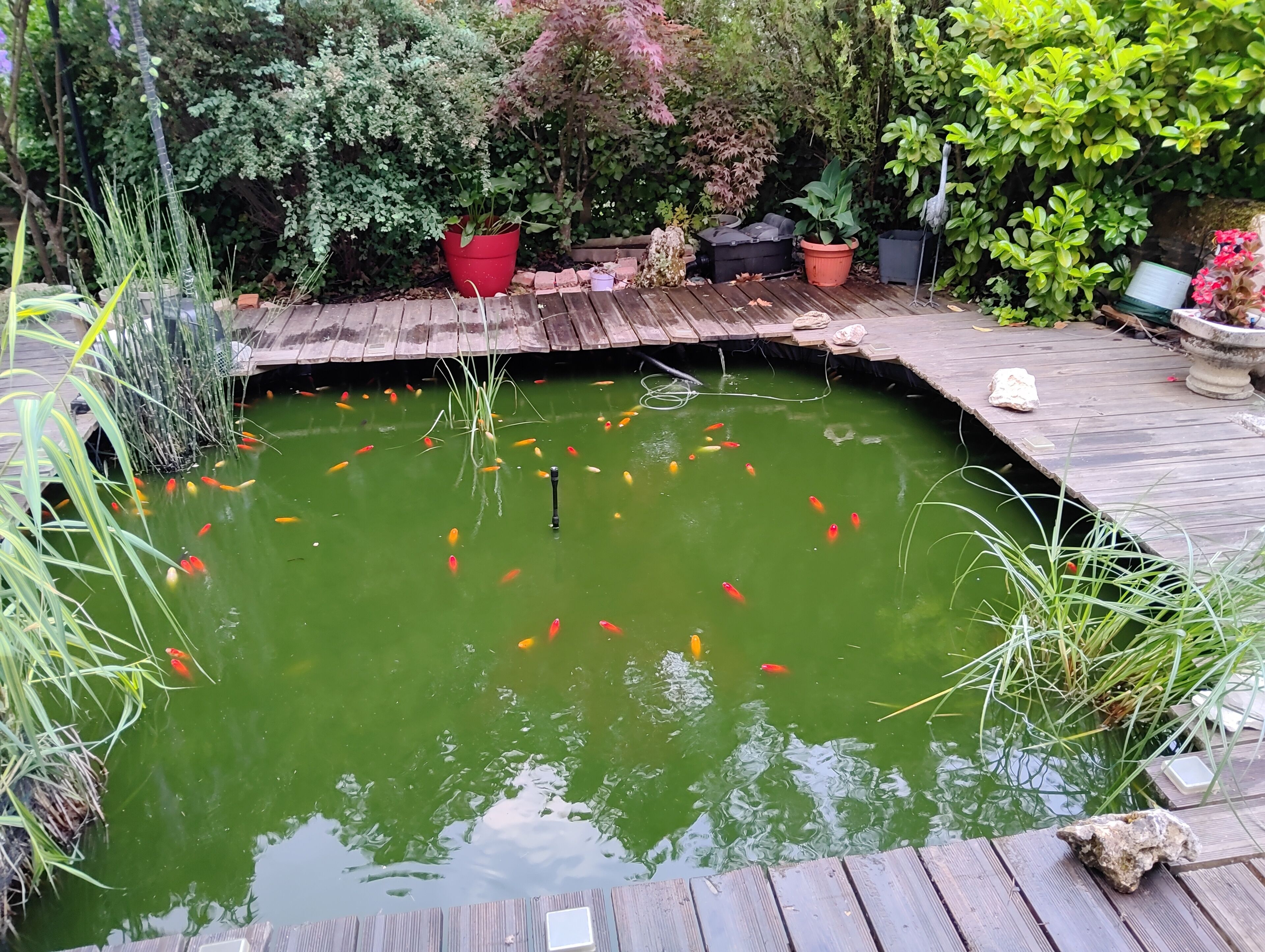 Un estanque de peces koi con una terraza de madera, rodeado de plantas en macetas y follaje.