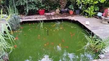 Un estanque de peces koi con una terraza de madera, rodeado de plantas en macetas y follaje.