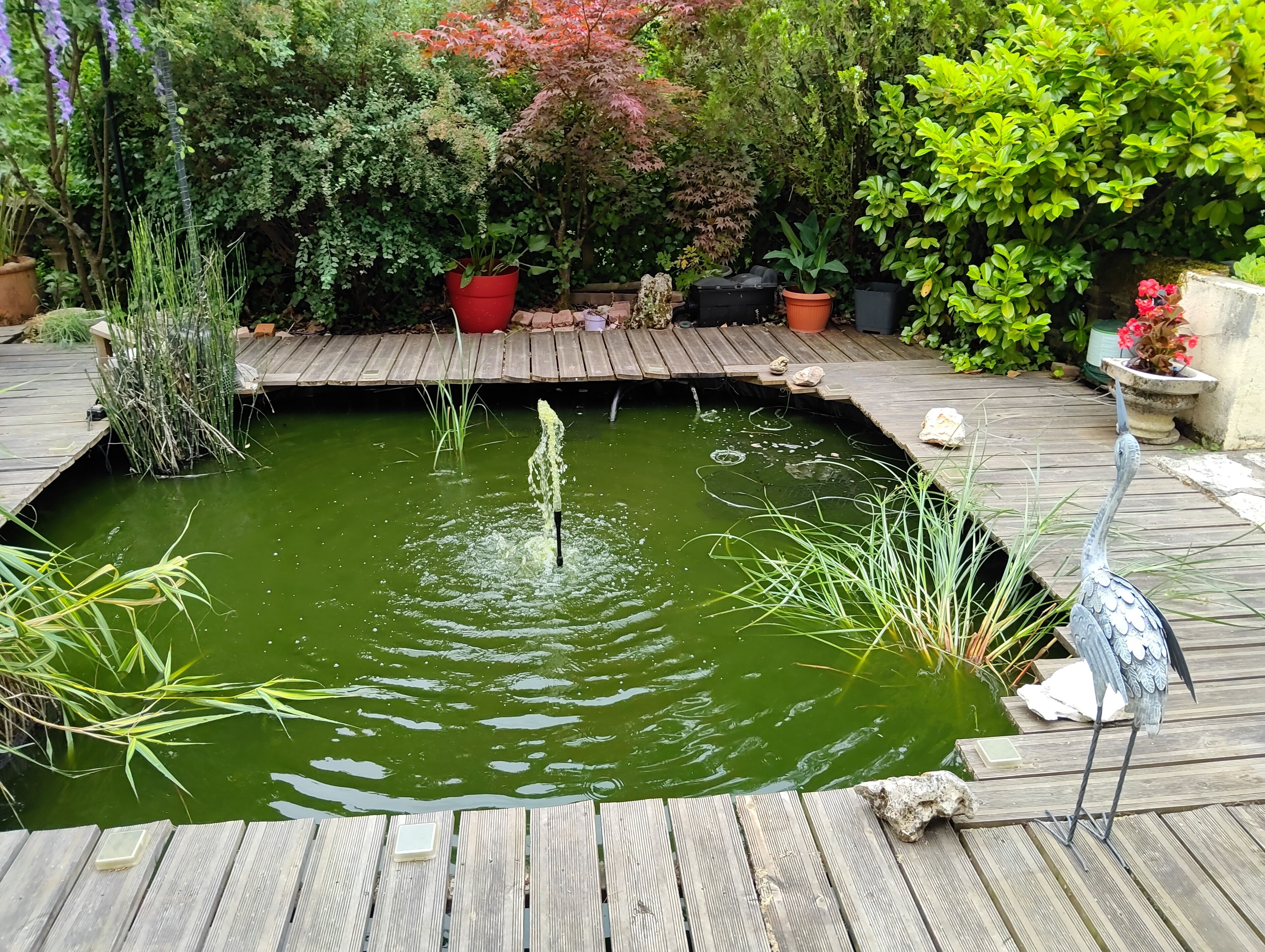 Um deck de madeira ao redor de um pequeno lago com vitórias-régias e uma estátua de pássaro.