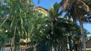 Una piscina rodeada de altas palmeras y un cielo azul despejado.
