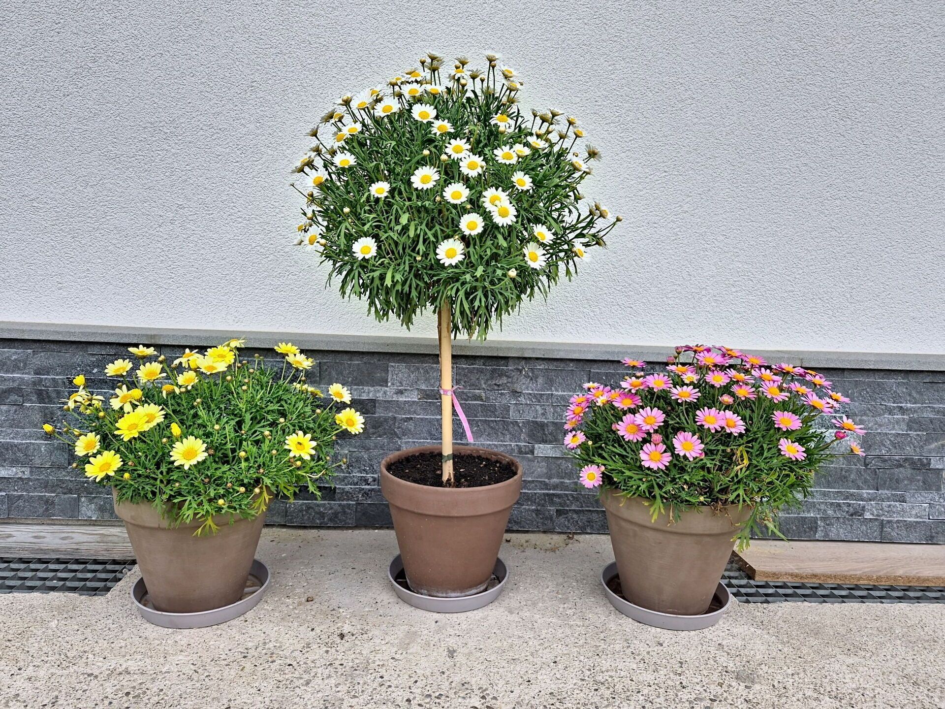 Blume, Blumentopf, Strauch, Garten, Zimmerpflanze, Garten, Landscaping