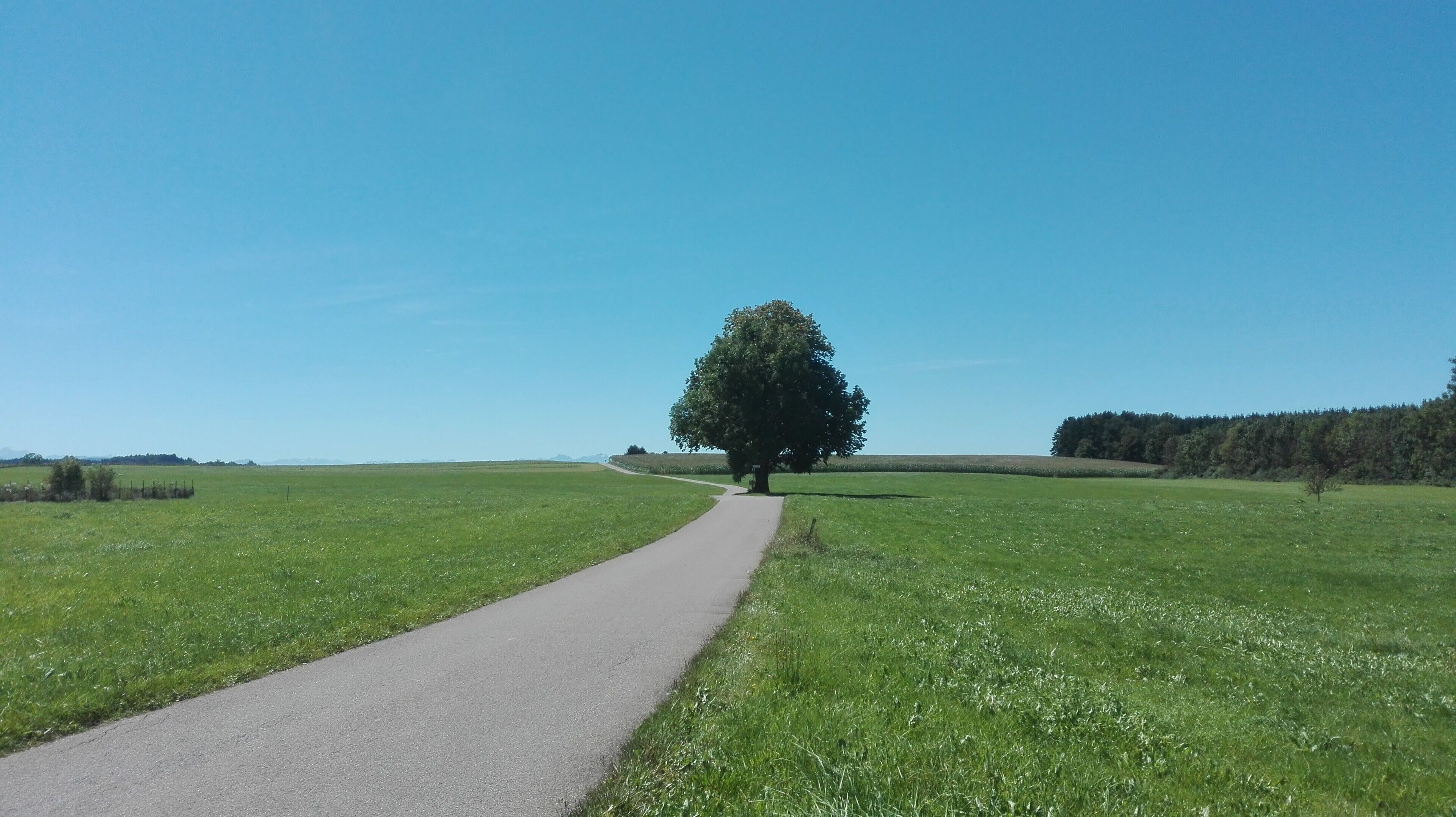 Een verhard pad dat door een groen veld loopt, met een grote boom in de verte.