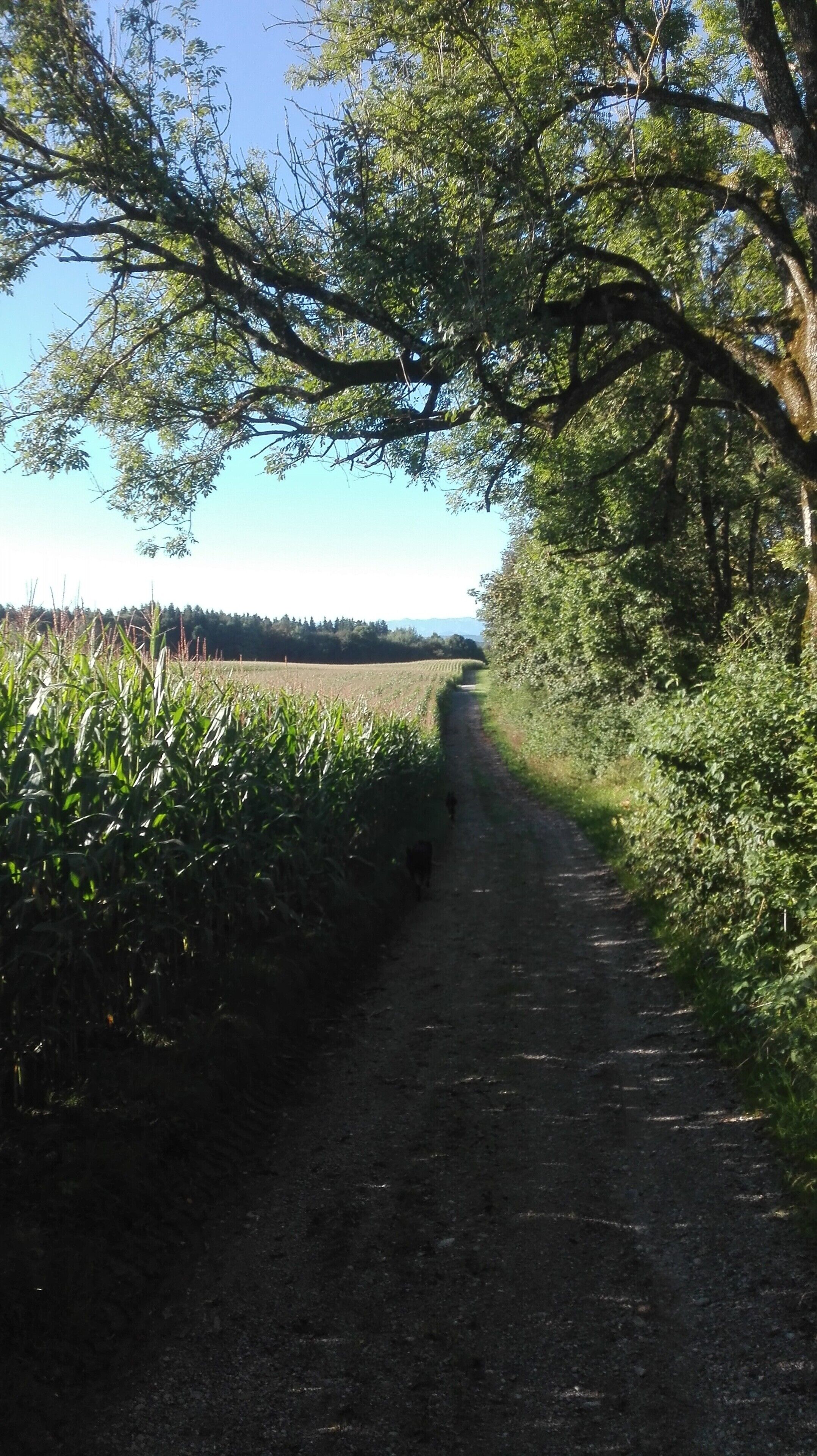 A rural dirt path flanked by dense foliage and fields.