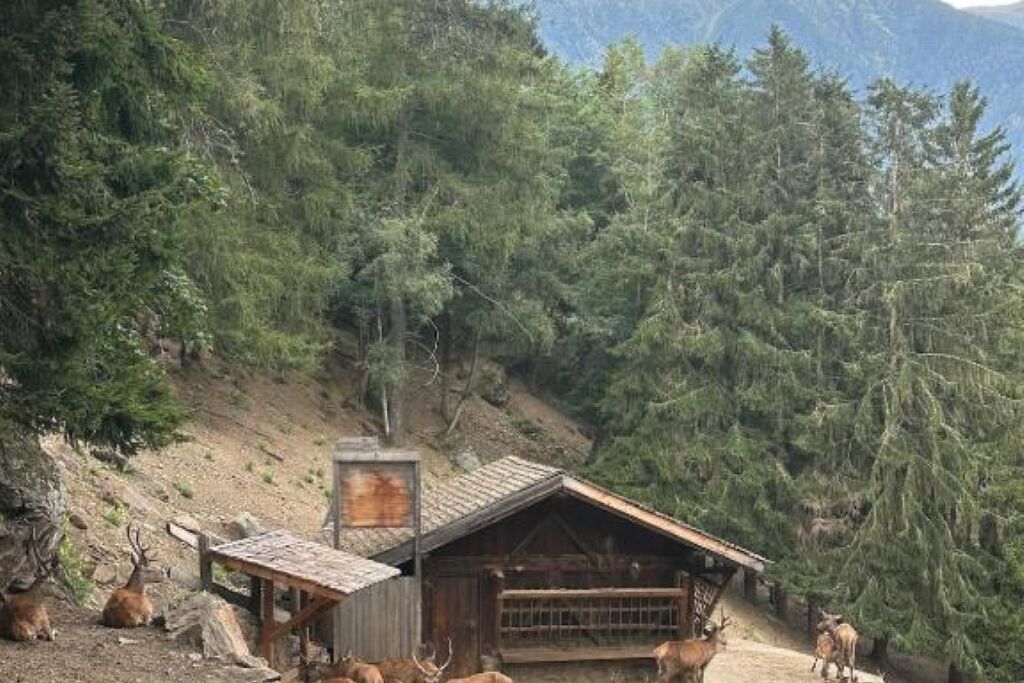 Un chalet rustique entouré d’une forêt dense et de montagnes.