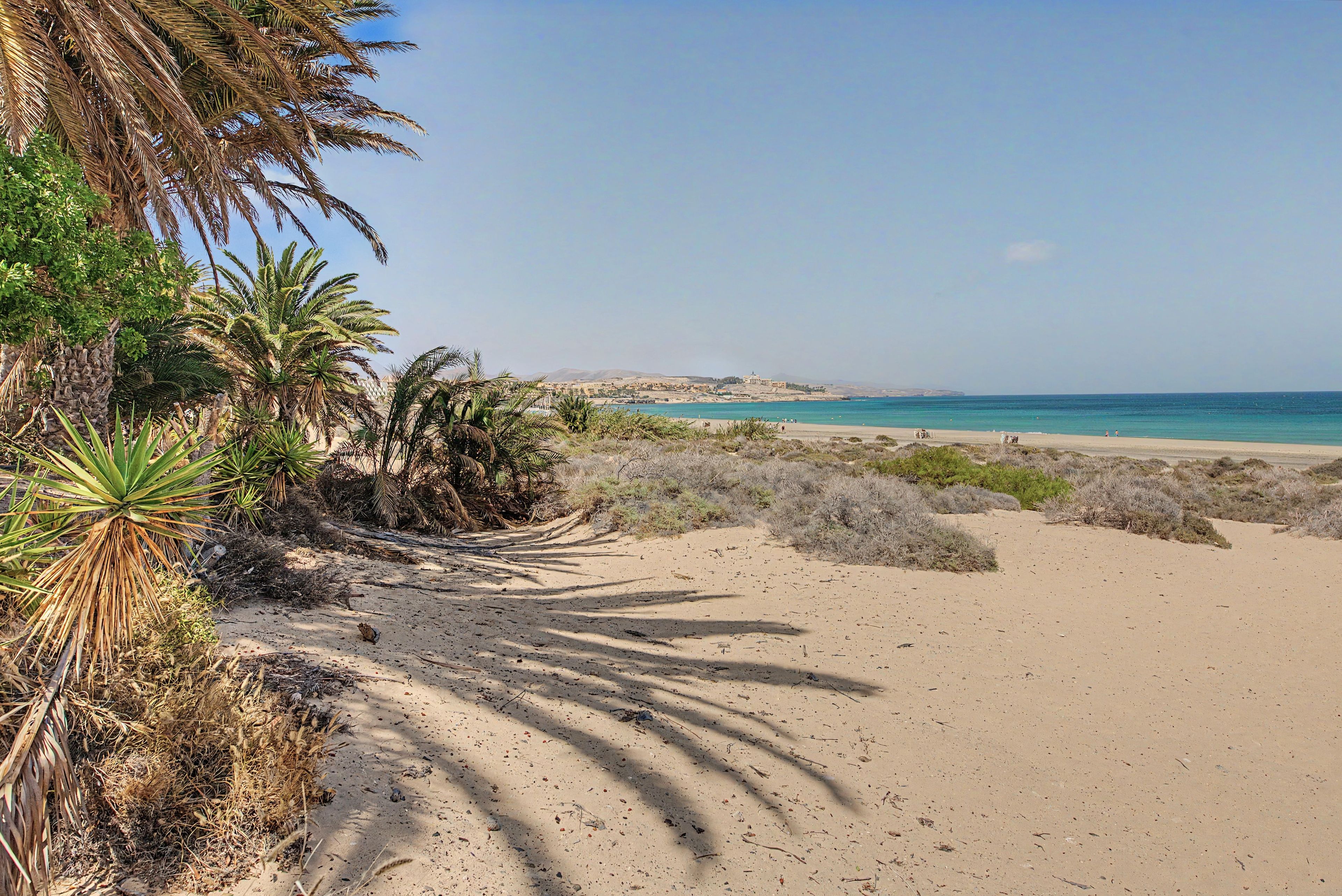 A sandy beach with palm trees and a clear view of the sea.