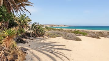 Ein sandiger Strand mit Palmen und freiem Blick auf den Ozean.