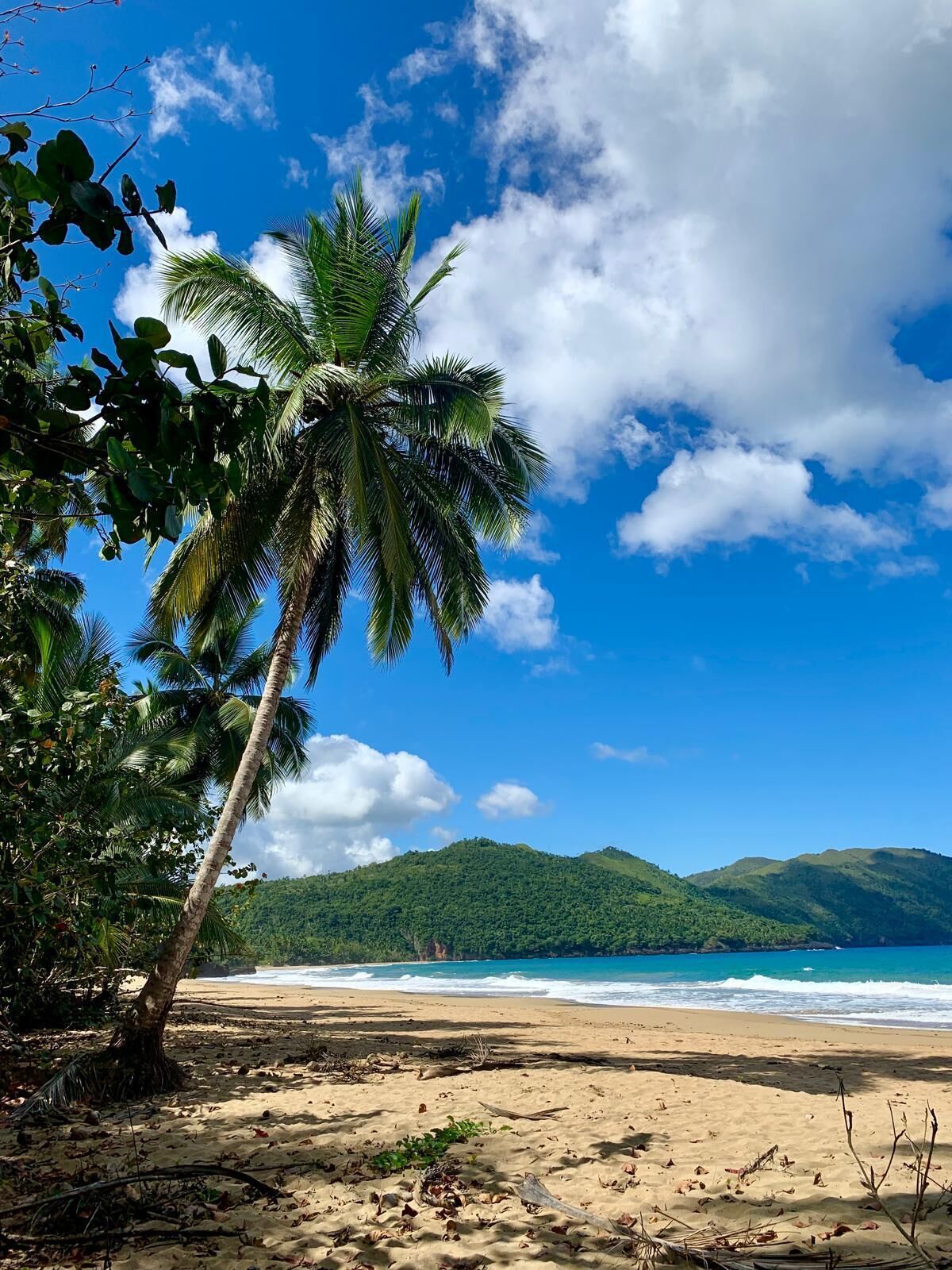 Una playa con una palmera, orilla arenosa y una montaña al fondo.