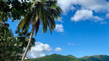Una playa con una palmera, orilla arenosa y una montaña al fondo.