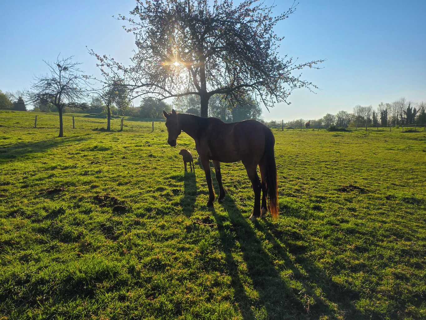 A horse and a foal in a grassy field with a tree and fence in the background.