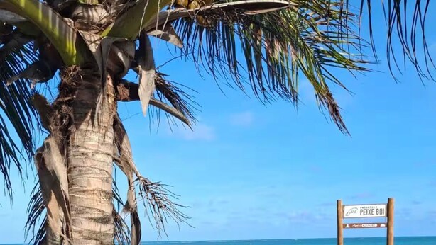 Una passerella in legno che conduce a una spiaggia con una palma e un cartello.