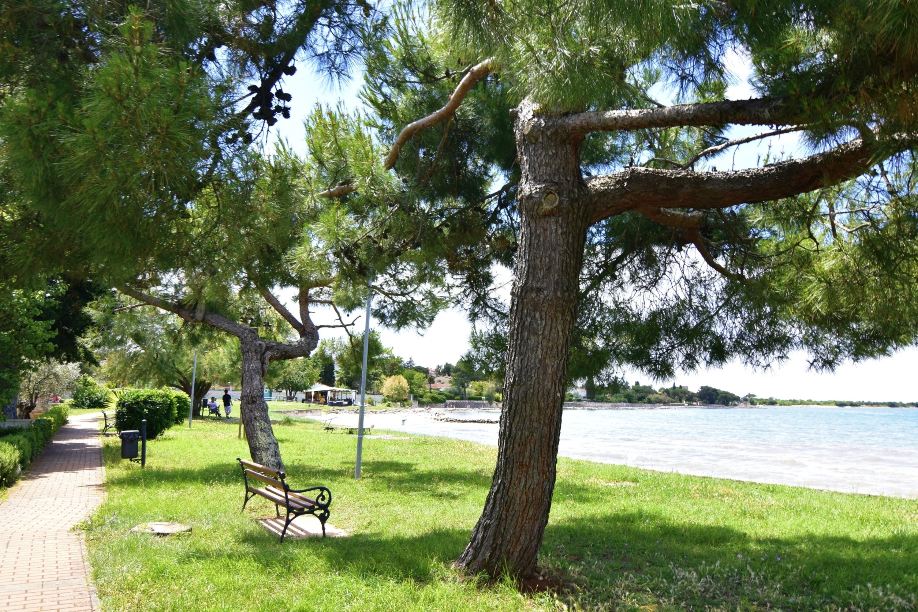 A park with a bench, a tree, and a body of water.