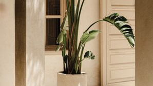 A potted plant in a courtyard with a white door and columns. - Maison Zamane (Marrakech)