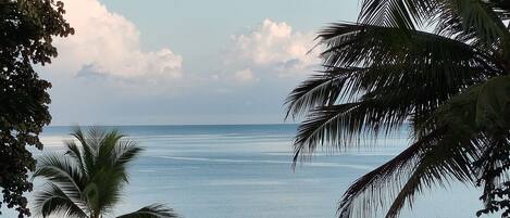 A pool with a view of the ocean and palm trees.