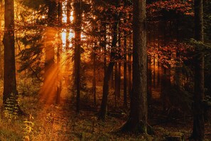 A forest with sunlight filtering through the trees. - Forestum - Black Forest Luxury Apartments - Apartment Fuchs with sauna (Sankt Blasien)
